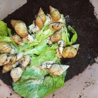 حلزون طبی جوان سازی