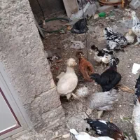 مرغ و خروس سلطان اصل