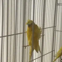 مرغ عشق پروانه ای