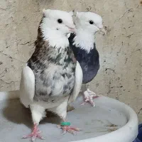 یه جفت کفتر طوقی