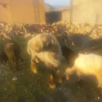 فروش بیست راس تیشتر نزاییده )