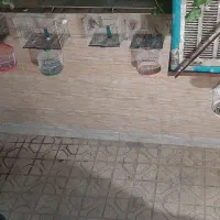 سهره قناری مرغ عشق
