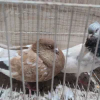 کبوتر جفت