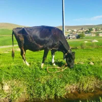 گاو هلشتاین صنعتی جوان
