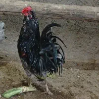 خروس گلین