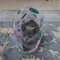 بریتیش ماده