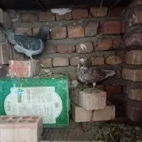 کبوترپلاکی