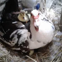 جوجه اردک اسرایلی یا روسی
