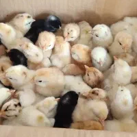 فروش جوجه محلی زینتی دورگه