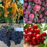 نهال انگور سیب آلو