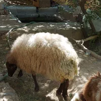 میش همو|حیوانات مزرعه|تفت, |دیوار