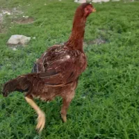 مرغ‌لاری‌تاج‌مهر‌‌خروس‌لاری‌تا‌ج‌بادام