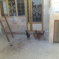 مرغ تخمگذار