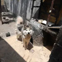 سگ هاسگی