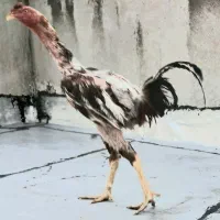 مرغ و خروس لاری اصل ا