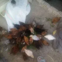 جوجه محلی
