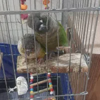 گرینچیک نرو ماده