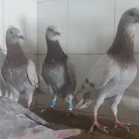 کفتر