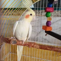 یک جفت عروس هلندی