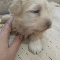 پت عروسکی بی سرصدا