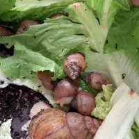 حلزون آلبینو آچاتینا