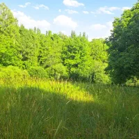 فروش زمین ۱۷۵۰ متری ،دیلمان، روستای لیه