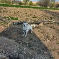 سگ.|سگ|مشهد, سجاد شهر|دیوار