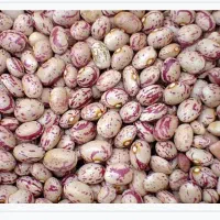 لوبیا چیتی تازه