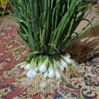 بذر پیازچه
