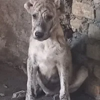 توله دو رگه