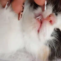 گربه|گربه|زنجان, |دیوار