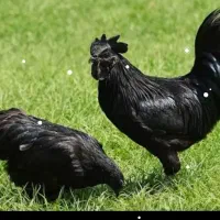 مرغ و خروس و جوجه ایام سمانی