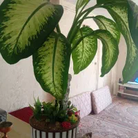 گل دیفن