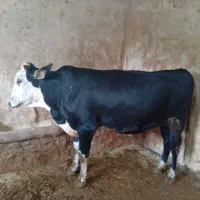 گوساله نر کشتاری