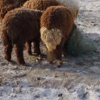 بره گوسفند بز