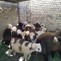 گوسفند زنده