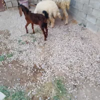 گوسفند بره
