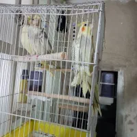 جوجه عروس هلندی