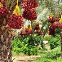 اجاره باغ خوشه ای