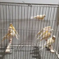 جوجه قناری پرتقالی و موزاییکی خوشرنگ