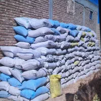 جم آوری و کودفضله ریقنه کبوتروحشی سوله شیروانی