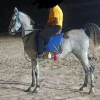 فروش مادیان اصیل و پرخون