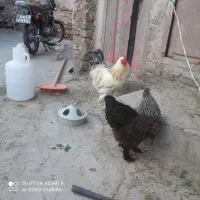 خروس برهما