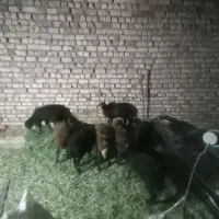 بره ۴۰تا۳۵کیلو قره قزل و افشاری