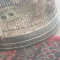 سهره خاکی کاکولی