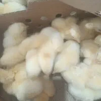 فروش جوجه یک روزه گوشتی