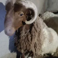 بره نر نژادار