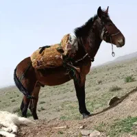 قاطر