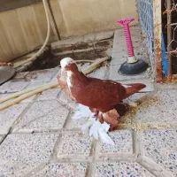 کبوتر|پرنده|مراغه, |دیوار