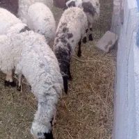 چند راس میش بره با بره های رگایی